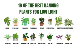 16 of The Best Hanging Plants for Low Light