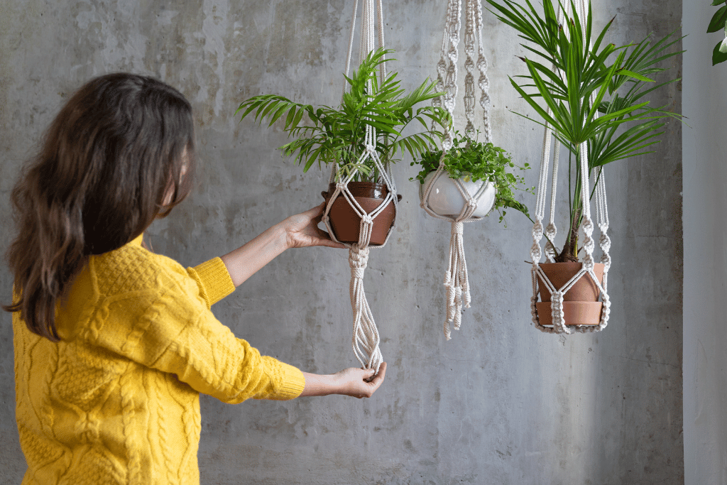 best hanging plants for low light