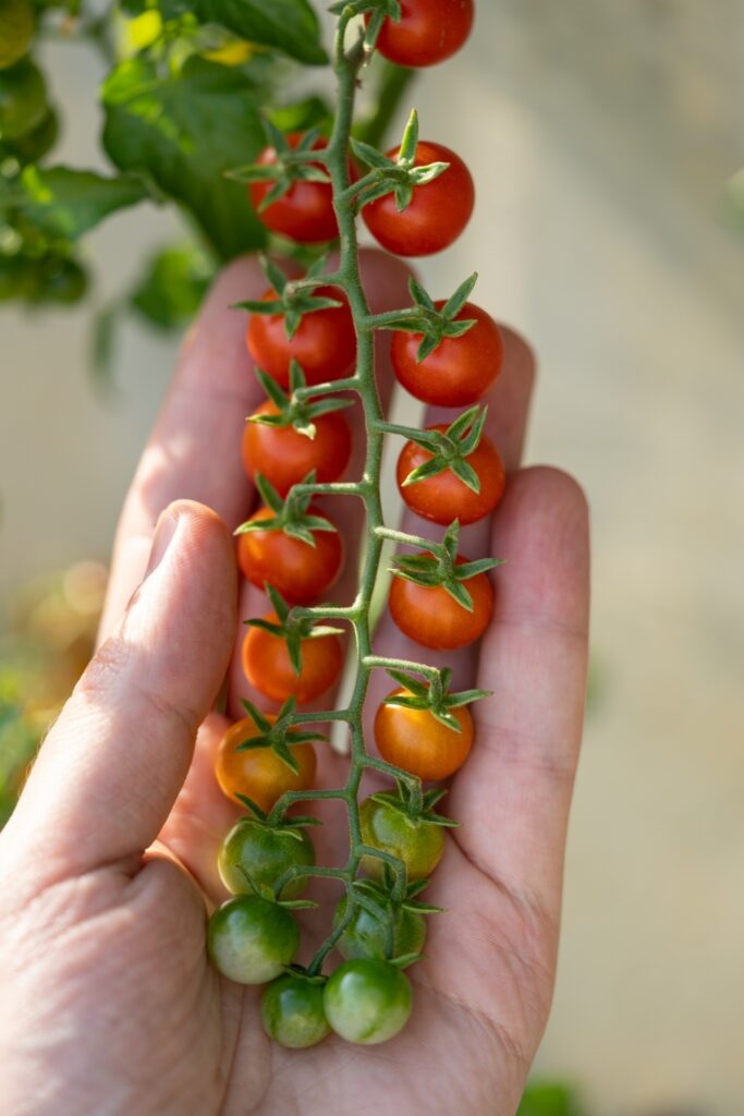 Tomato bunches