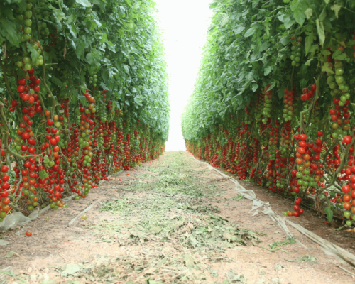 when to pick cherry tomatoes