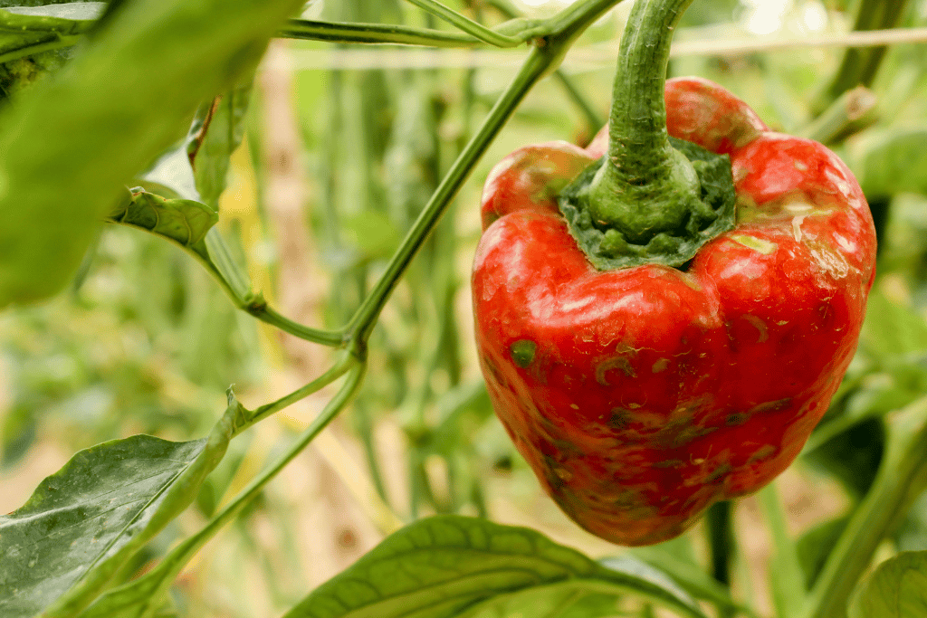 Diseases Affecting Bell Pepper