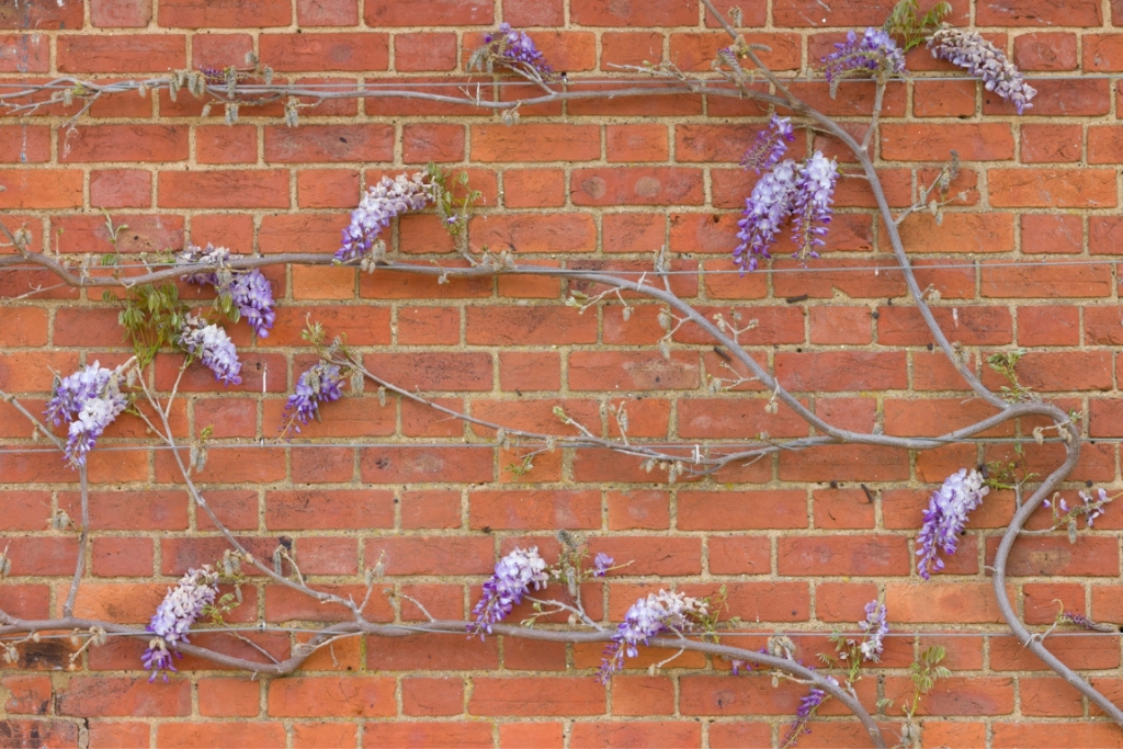 Flowering vine wall trellis