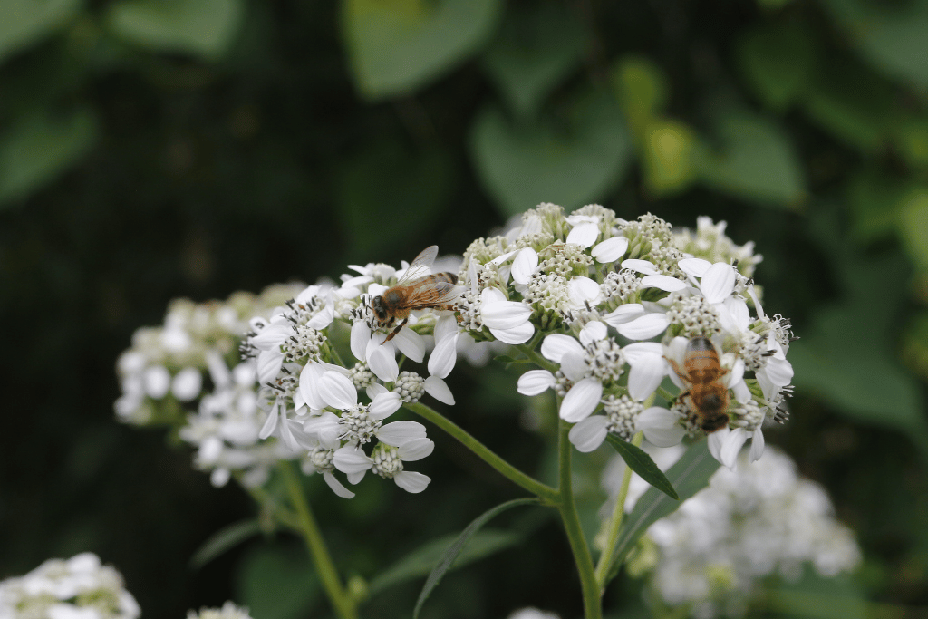 Frostweed (Verbesina virginica)