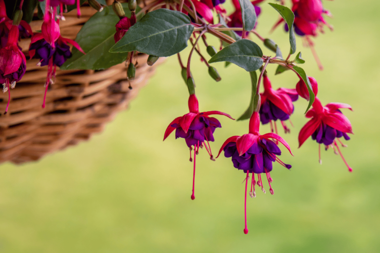 Shady Business: The Best Plants for Hanging Baskets in Shade