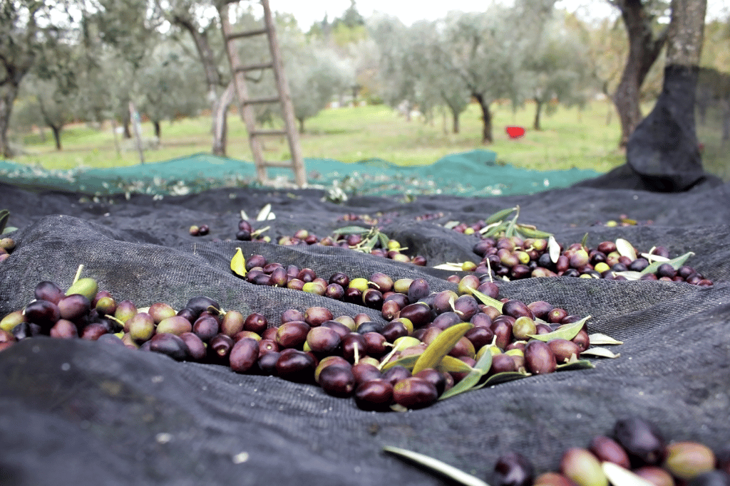 Kalamata Olive