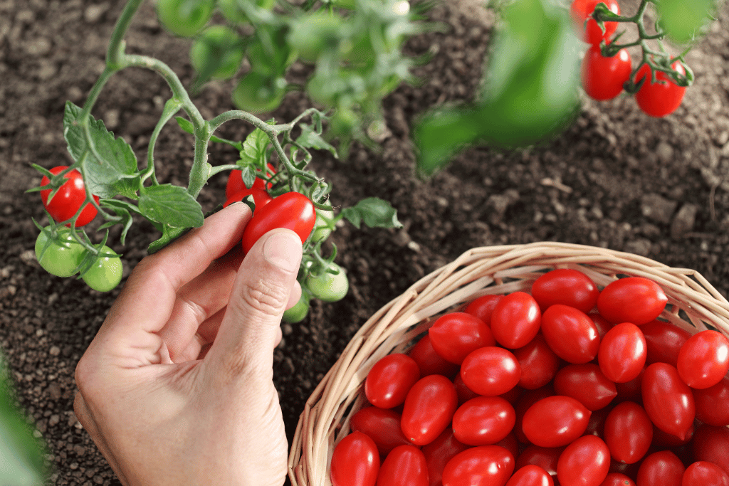 How to Pick Cherry Tomatoes