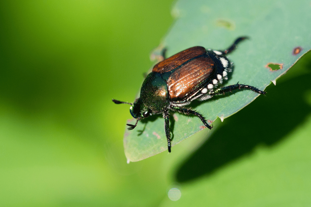 where do japanese beetles go at night