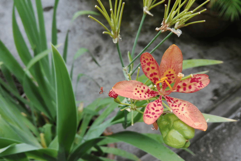 Leopard Lily Pruning