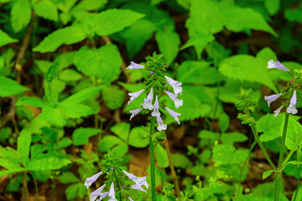 Lyreleaf Sage (Salvia lyrata)