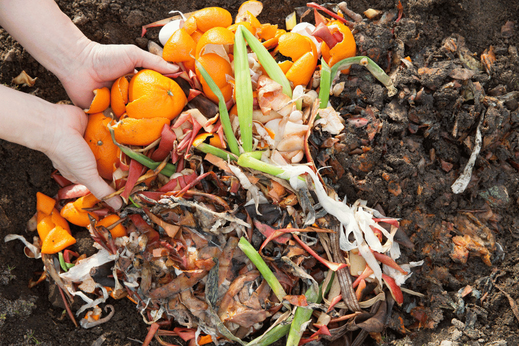 Orange Peels in Compost