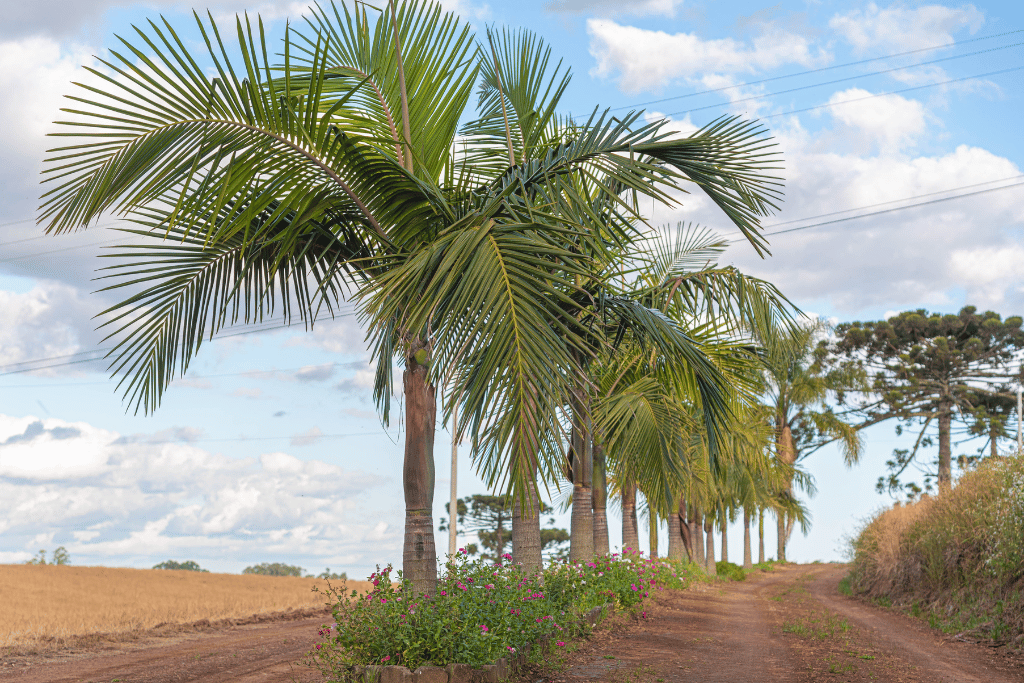 Palm Trees in Row