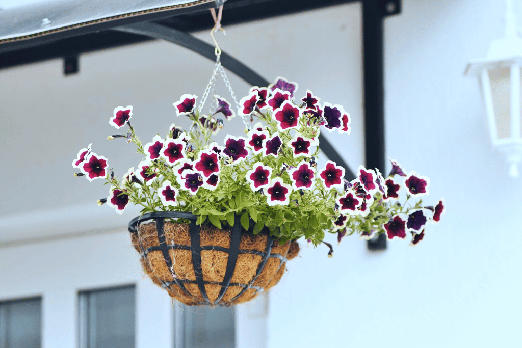 Plants for Hanging Baskets
