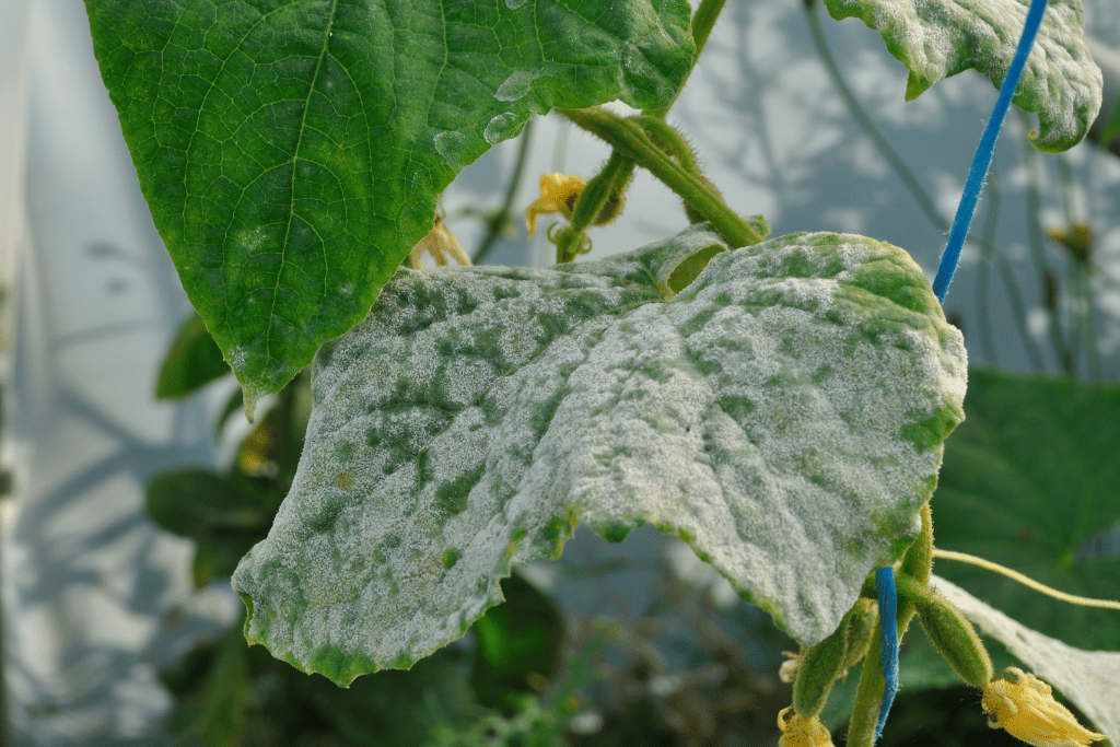 Prevent White Spots On Cucumber Leaves