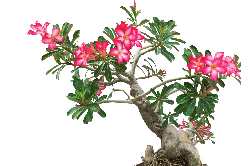 Propagate desert rose bonsai 