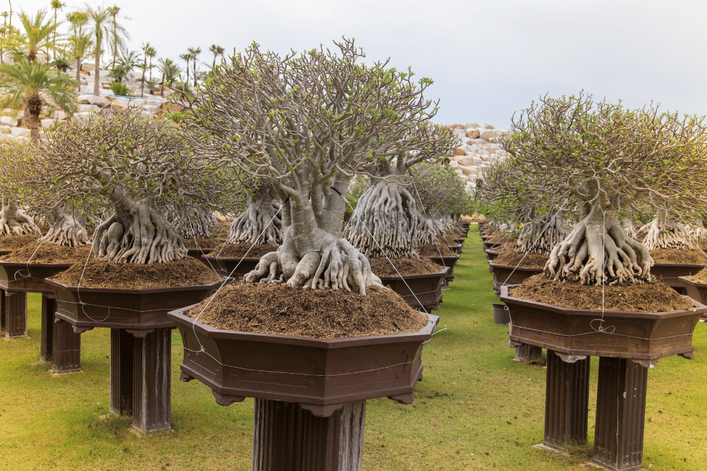 Prune and shape the bonsai