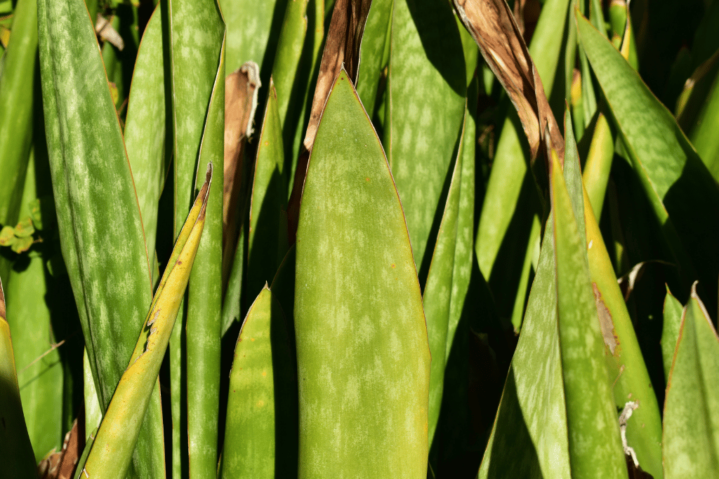 snake plant wrinkled leaves