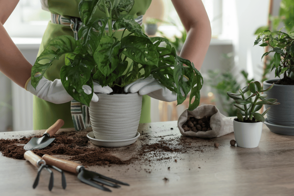 Magnificent Monsteras: Discovering The Best Potting Soil For Monstera Plants