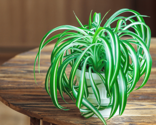 types of spider plants