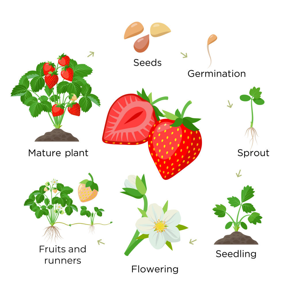 Strawberry Plant Growth Stages