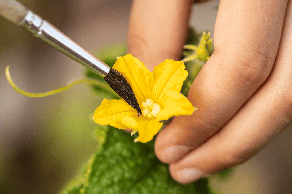 Tips for Pollination