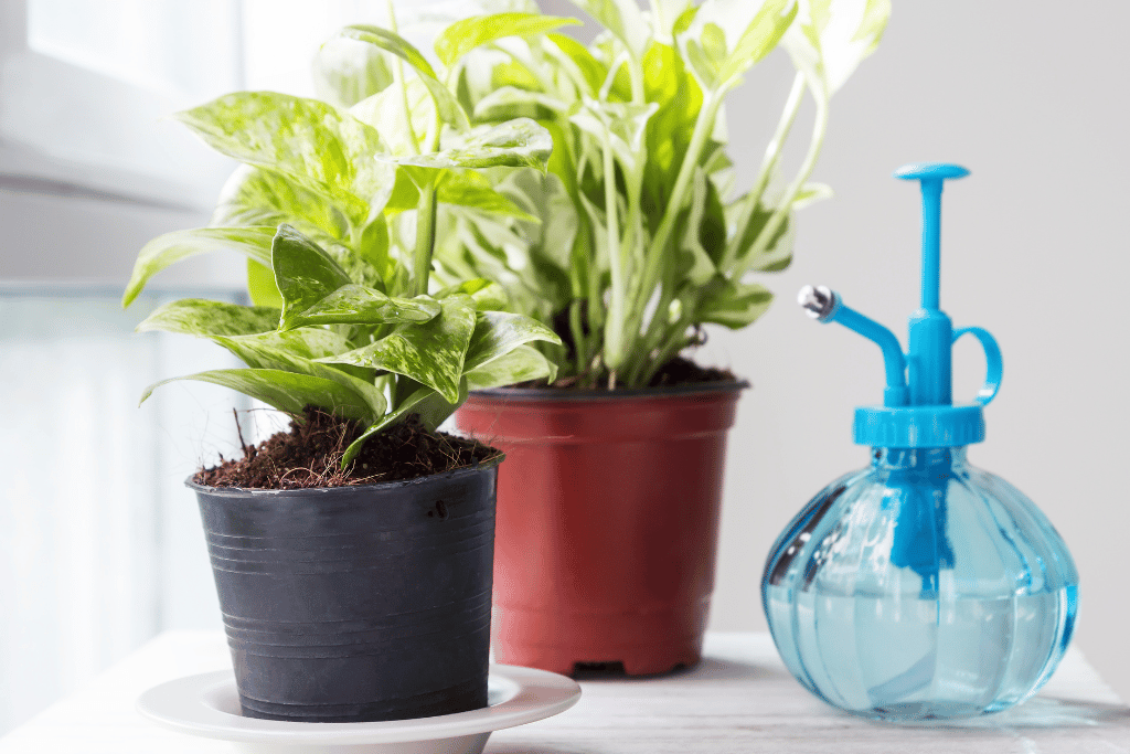 Tips for Watering Pothos