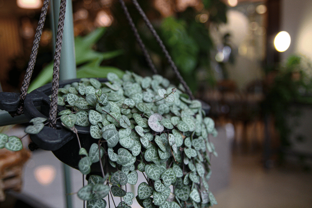 Variegated string of hearts pruning 