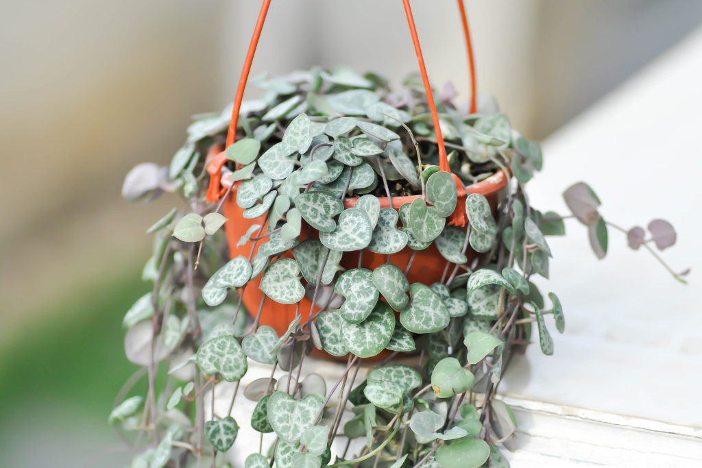 Water Variegated String of Hearts