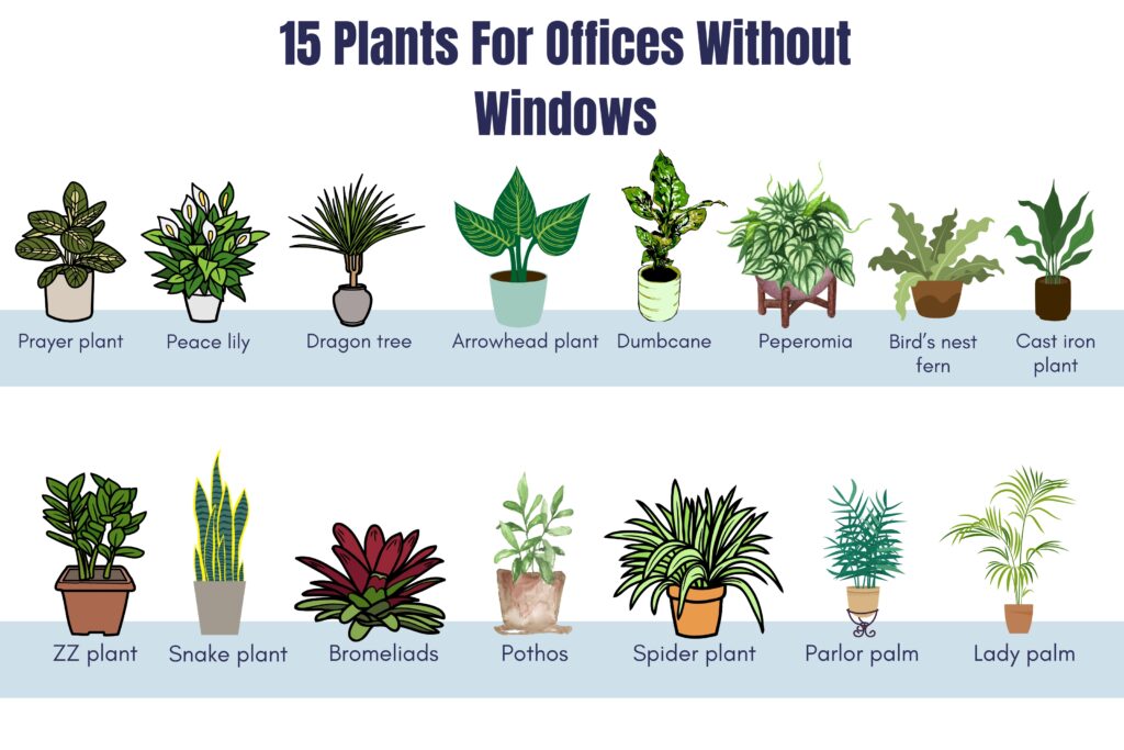 plants for offices without windows