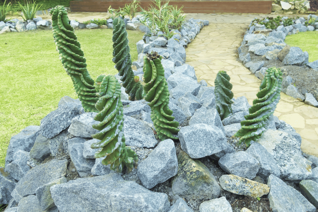 spiral cactus plant