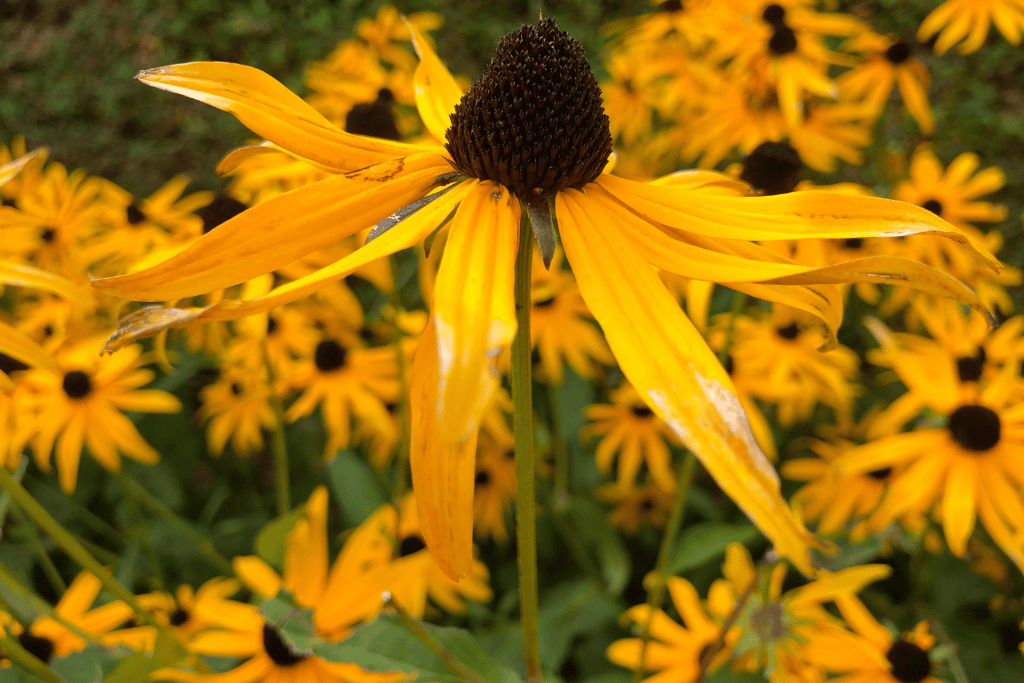 when to plant black eyed susan seeds