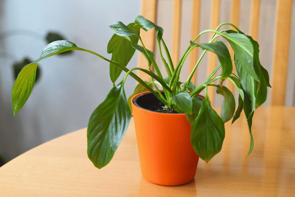 Caring for Tropical Foliage Plants