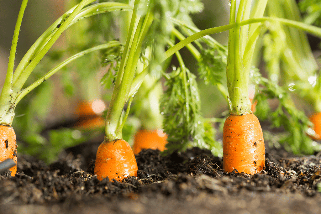 Carrots growing stages