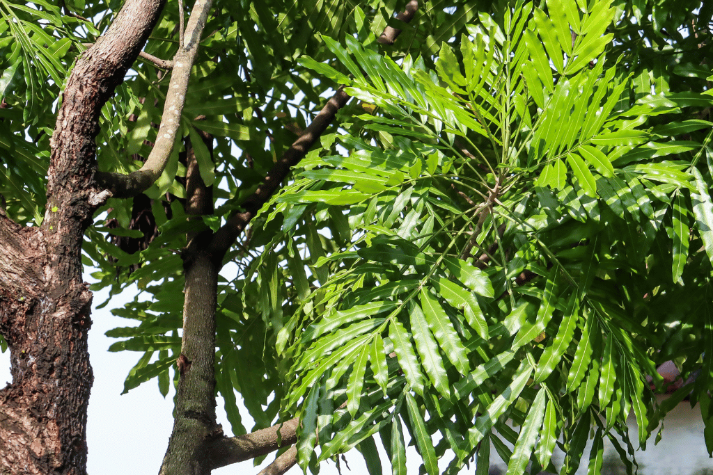 Japanese fern tree