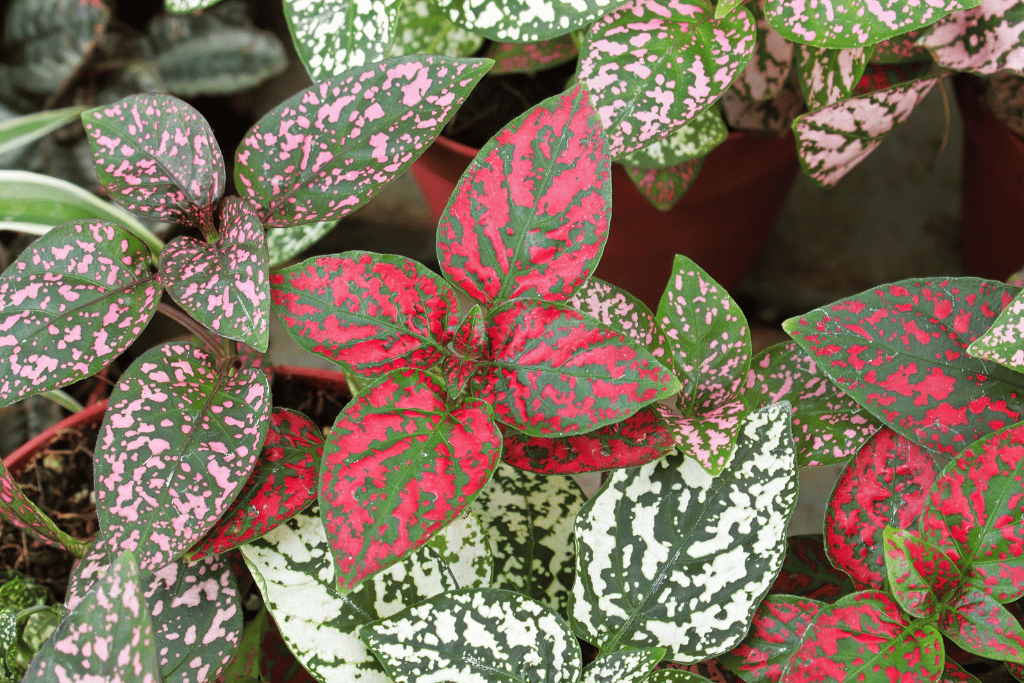 Polka Dot Plants