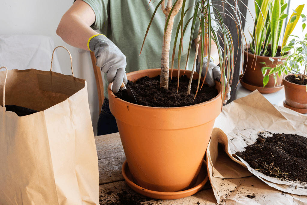 Potting and Soil