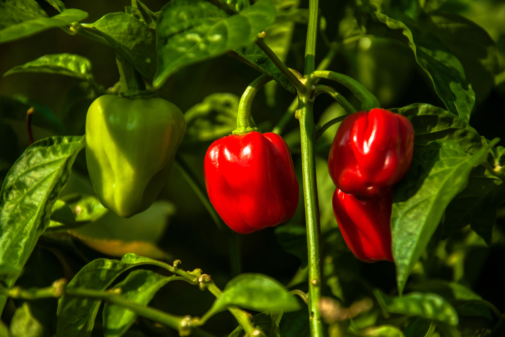 when to pick habaneros