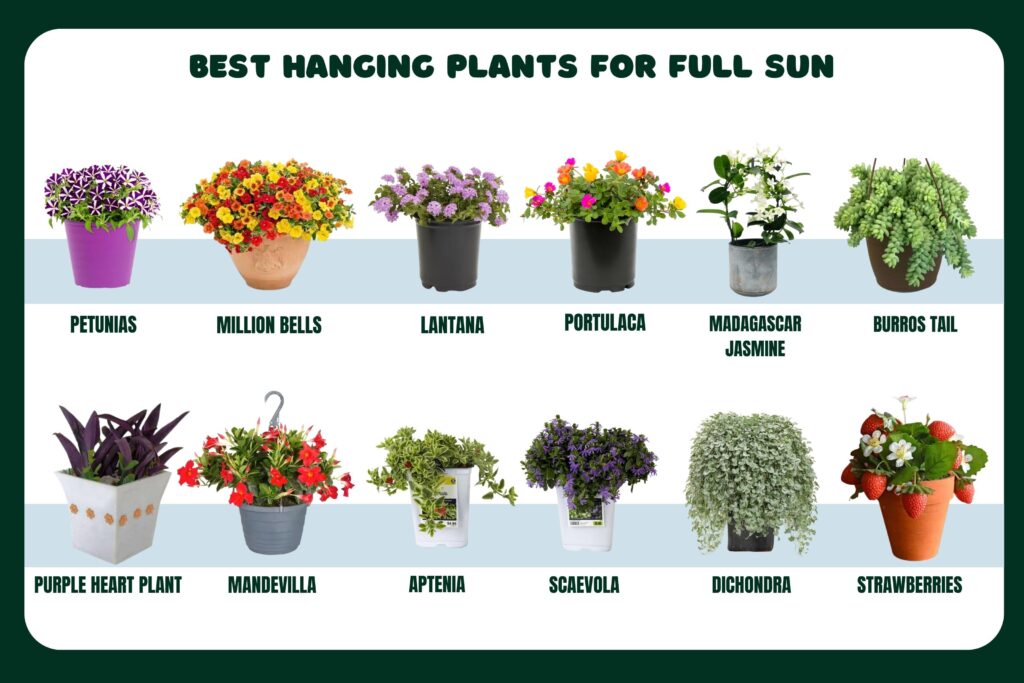 best plants for hanging baskets in full sun