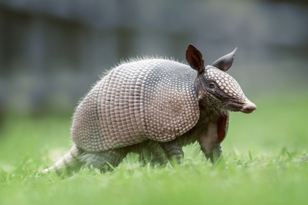 how to use vinegar to get rid of armadillos