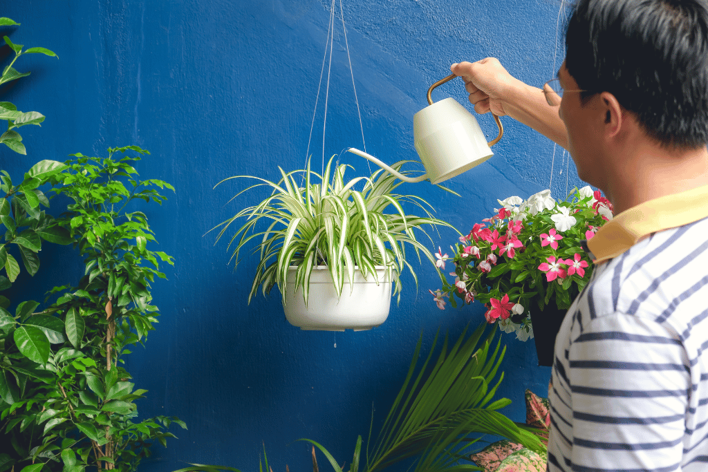 Grow a Spider Plant From Seeds