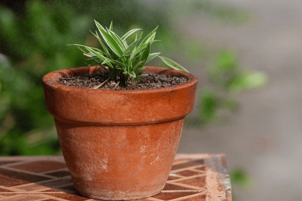 Green Spider Plant — The Tender Gardener