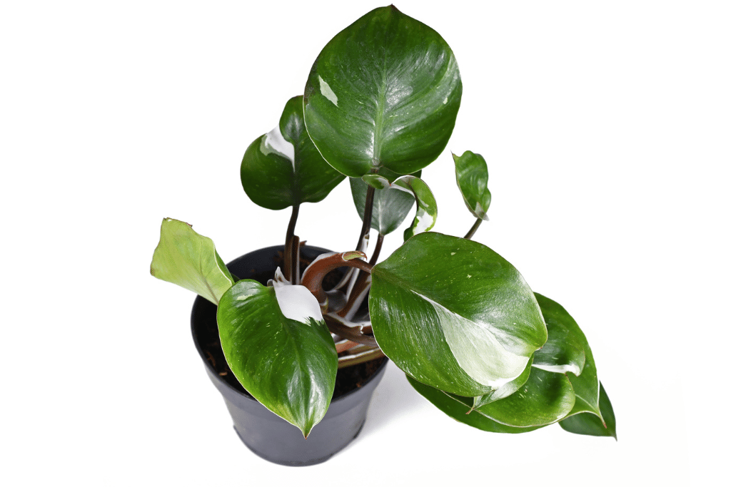 Philodendron White Knight Appearance
