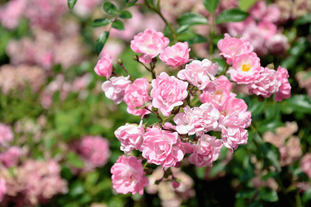 Rosa Banksiae