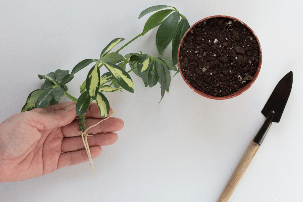 Umbrella Plant Soil Propagation With Stem Cuttings