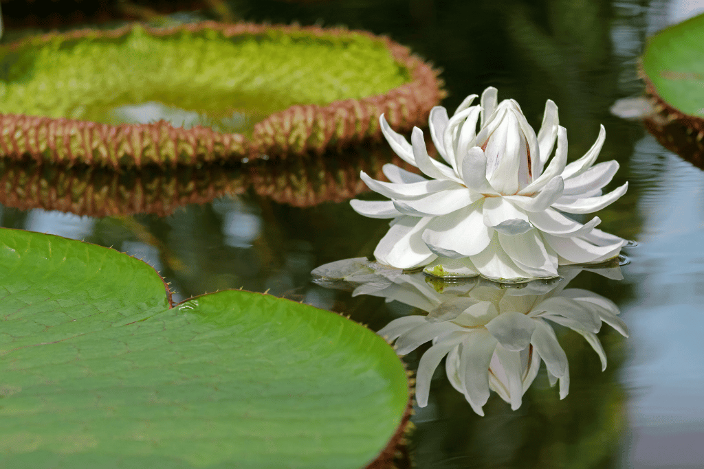 Victoria Water Lily