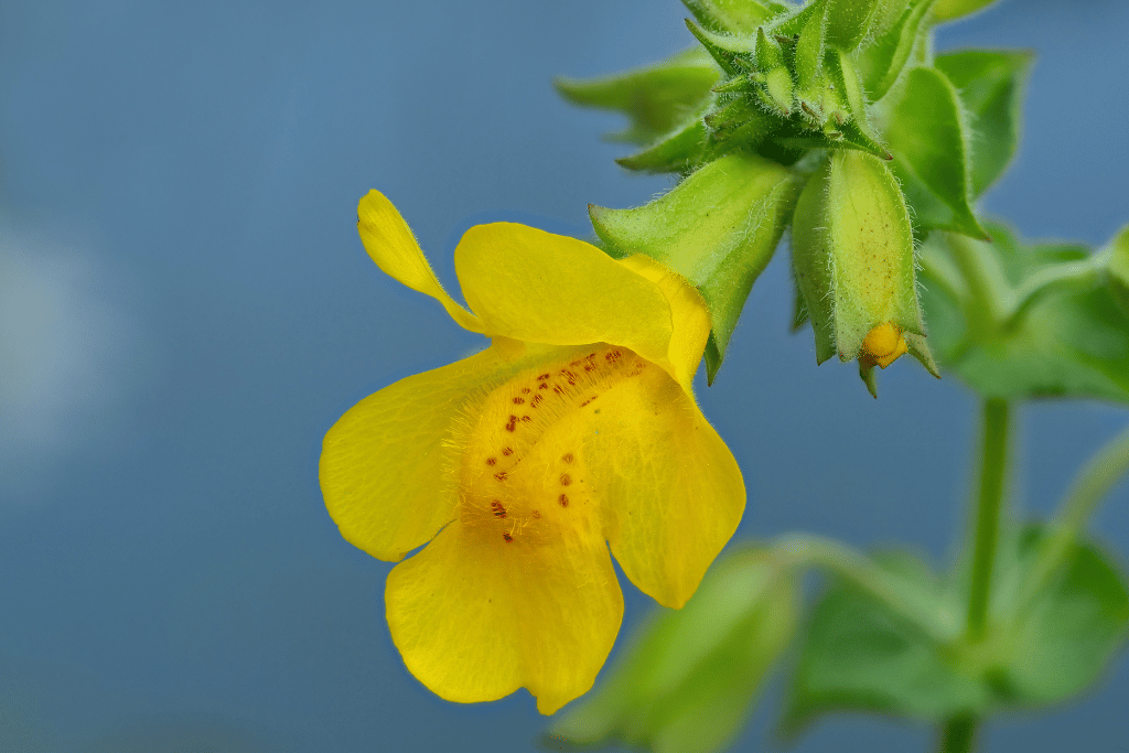Yellow Monkey Flower