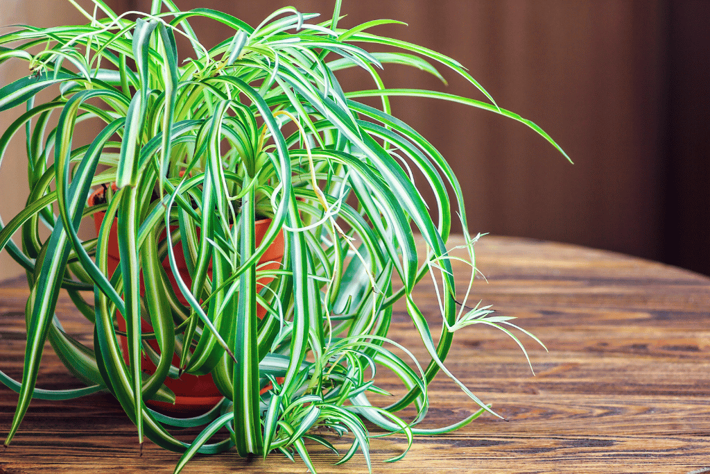 how to make spider plant bushier