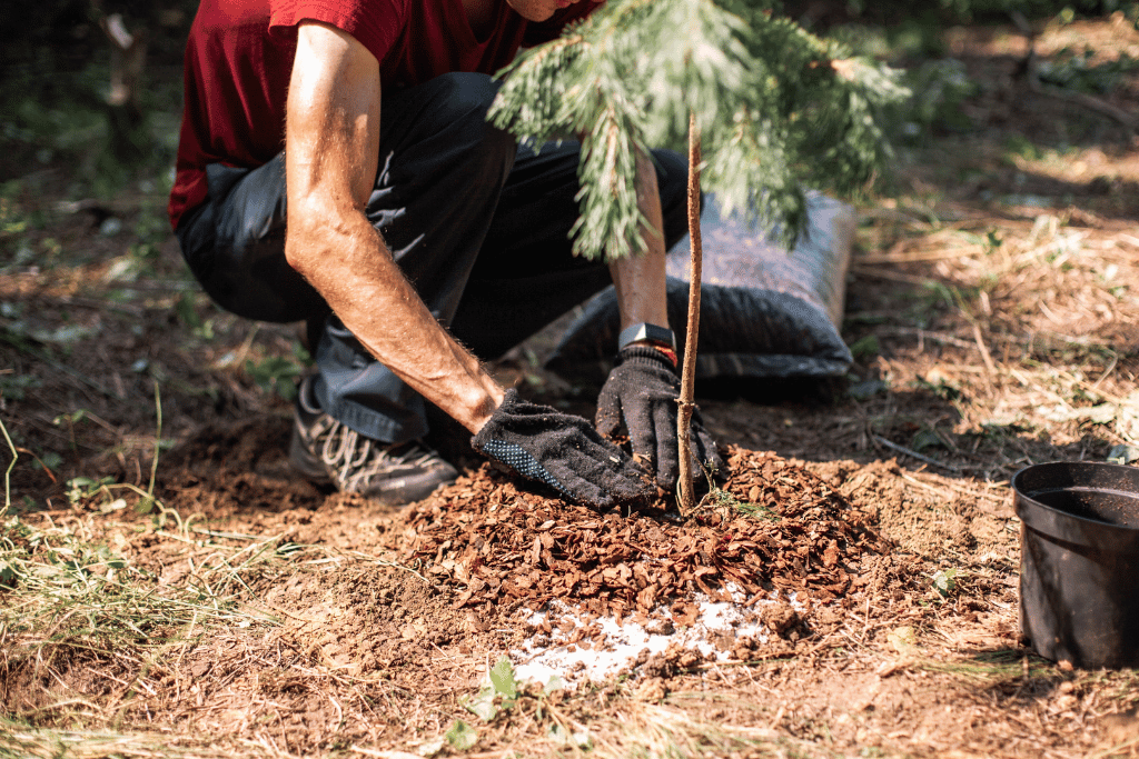 Fertilizer for Pine Trees