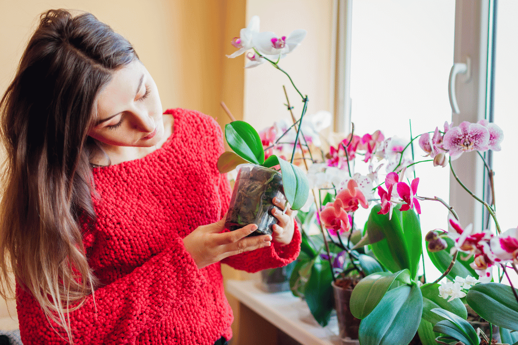 how to care for an orchid indoors