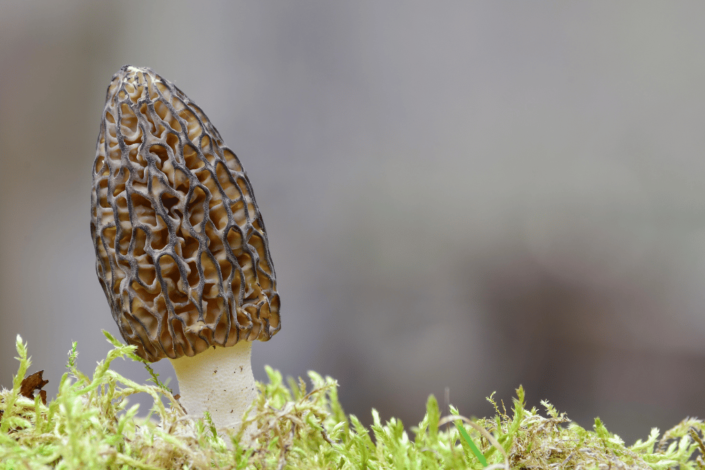 Lifespan Of A Morel Mushroom