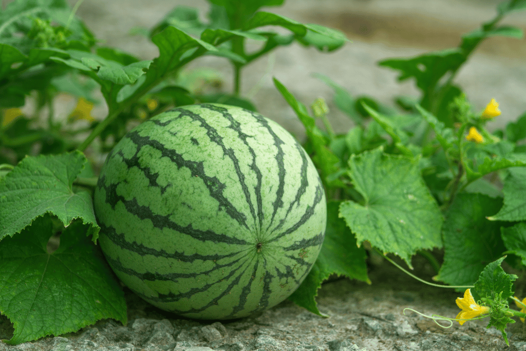 Watermelon Plant Care
